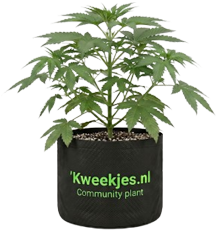 Community Plant