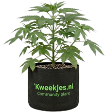 Community Plant