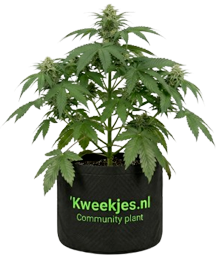 Community Plant
