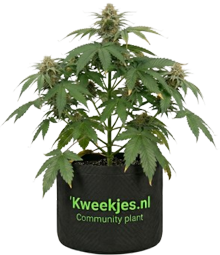 Community Plant