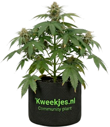 Community Plant