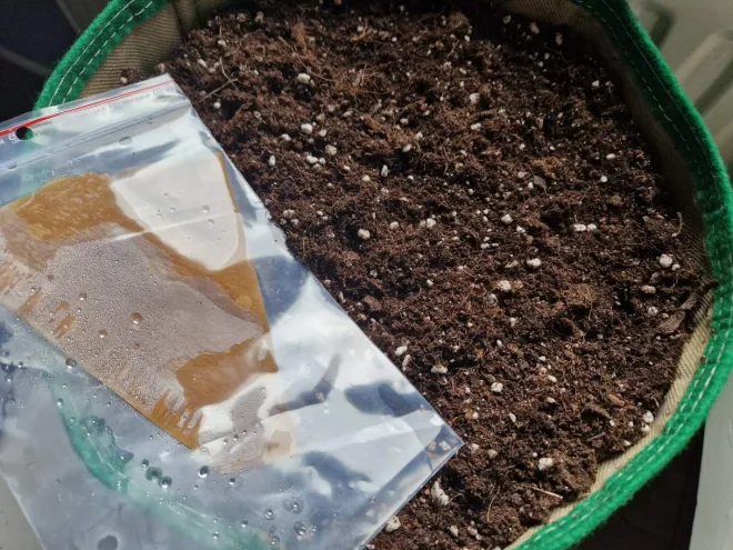 Kweekverslag van Heyz: Gelato 41 #2 in Minigrowbox