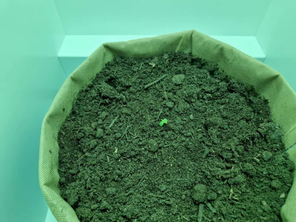 Update: Eerste dag boven de grond! - Gelato 41 in Minigrowbox
