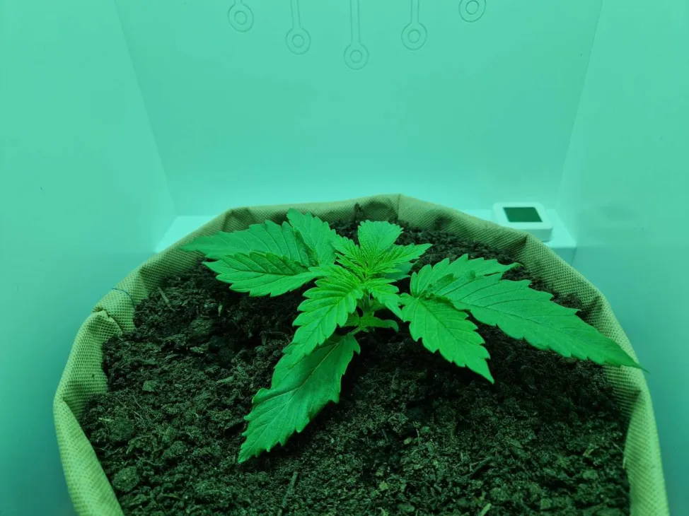 Update: Nieuwe aanwinst in het hokje - Gelato 41 in Minigrowbox