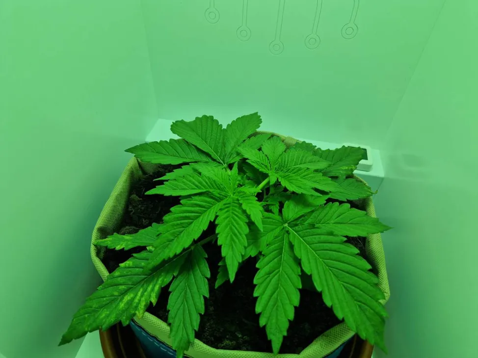 Update: Klein calcium probleem en getopt! - Gelato 41 in Minigrowbox