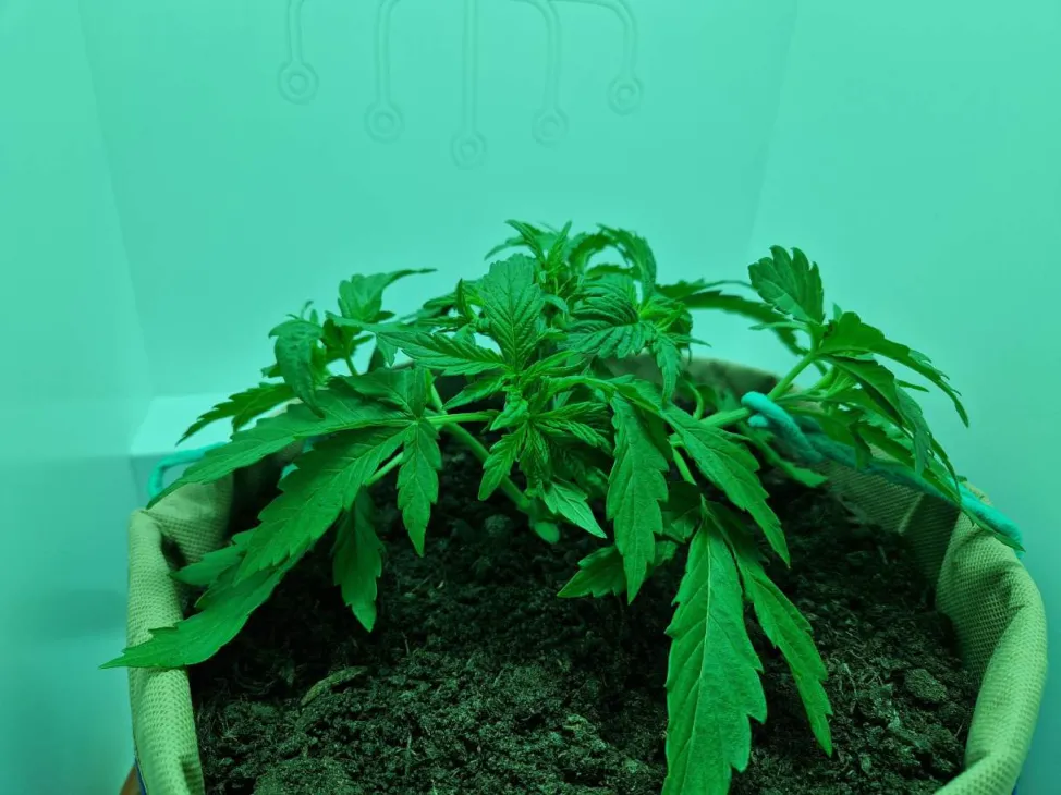 Update: Low stress training gegeven - Gelato 41 in Minigrowbox