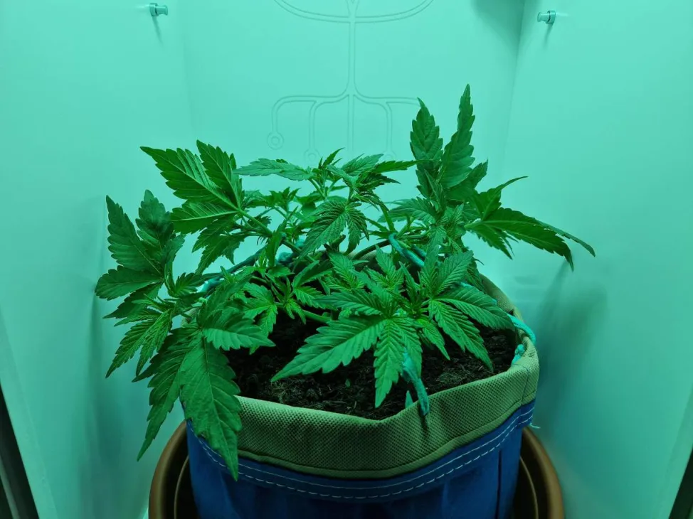 Update: Klokje naar 12/12 - Gelato 41 in Minigrowbox