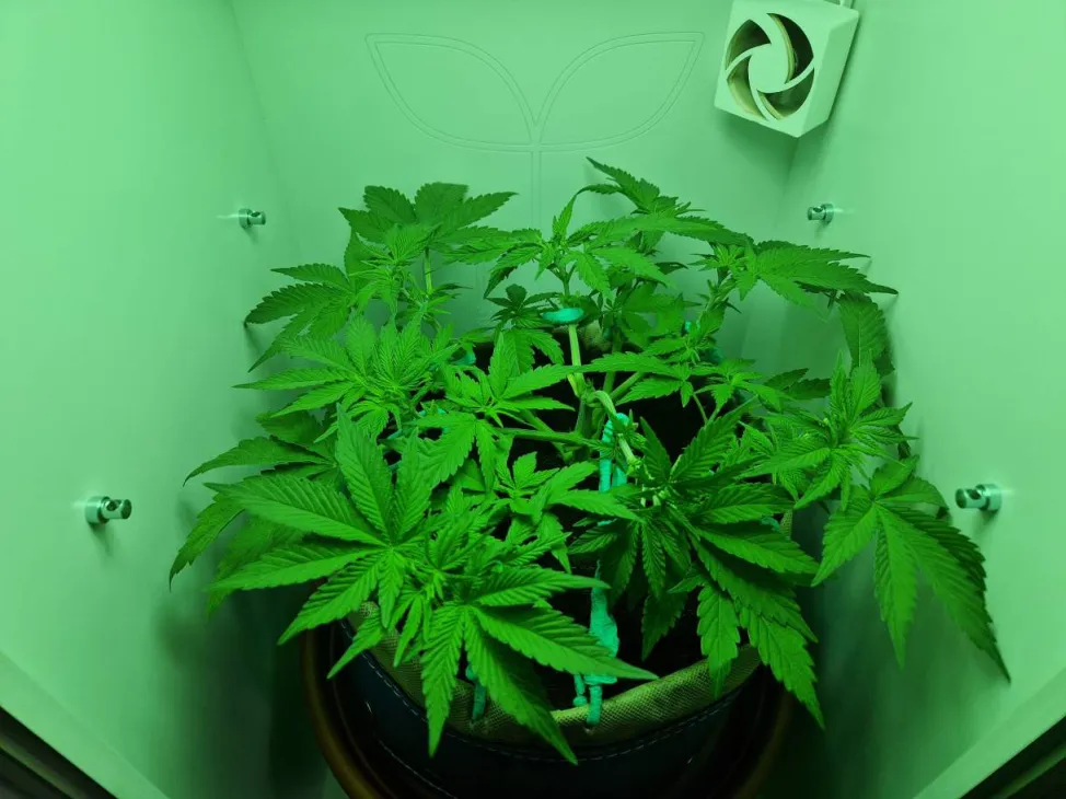 Update: Dag 31 ze begint de growbox te vullen! - Gelato 41 in Minigrowbox