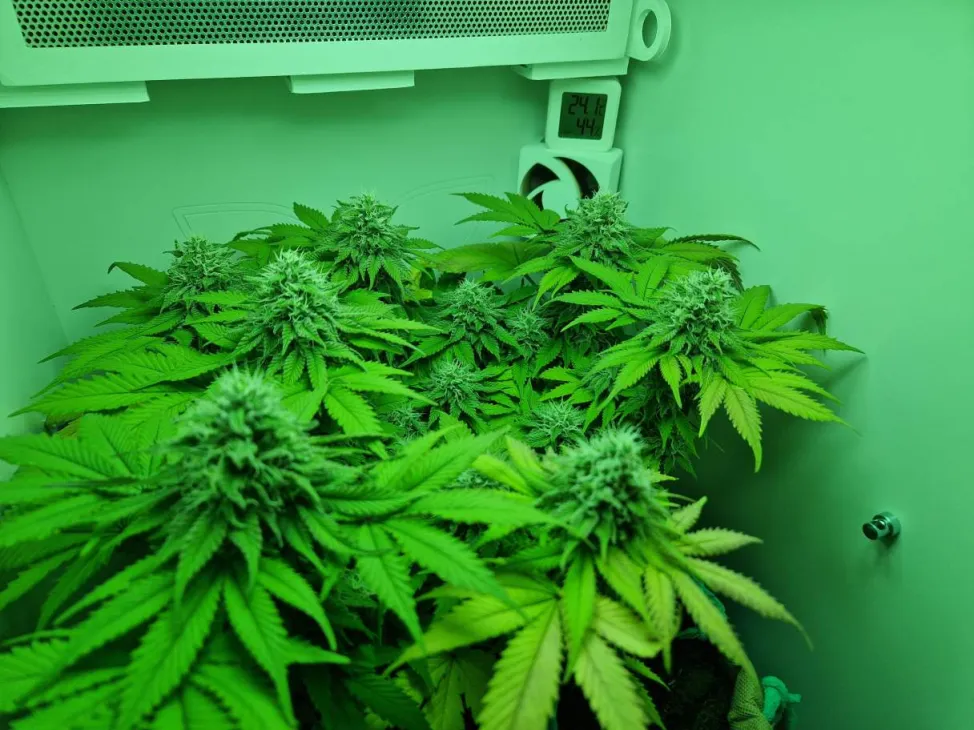 Update: Kleine update.. - Gelato 41 in Minigrowbox