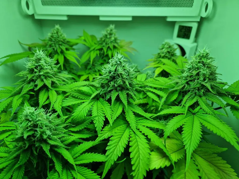 Detailfoto van Gelato 41 in Minigrowbox