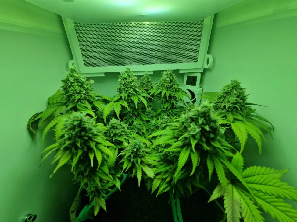 Update: De laatste weekjes - Gelato 41 in Minigrowbox