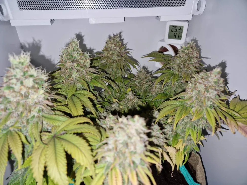 Update: Over 4 dagen gaat ze om! - Gelato 41 in Minigrowbox