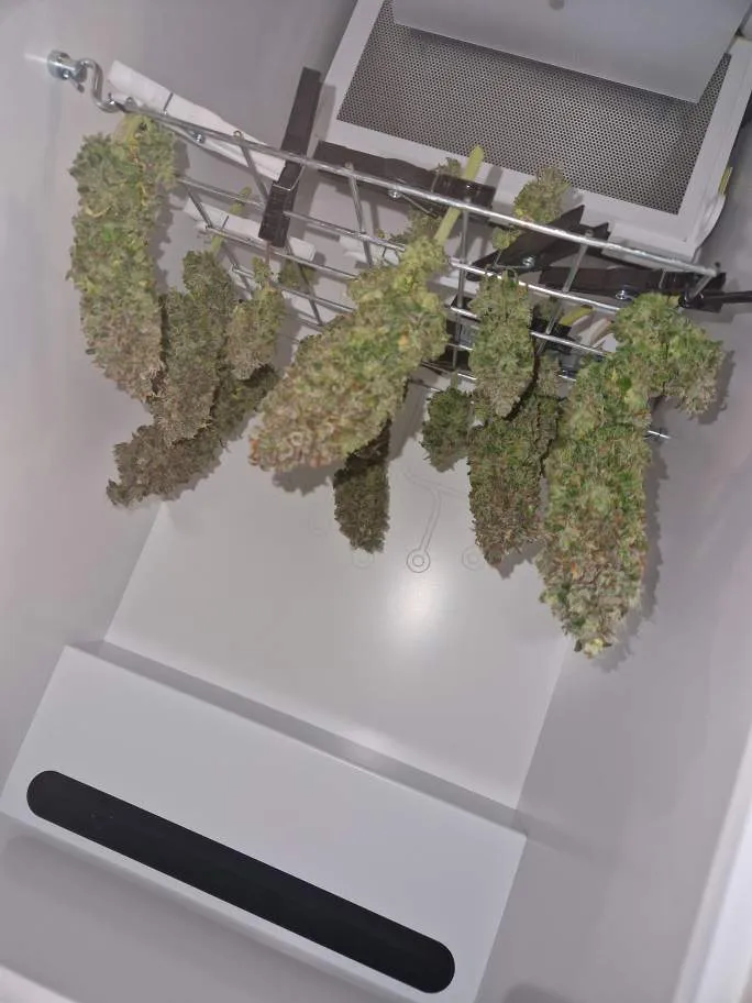 Detailfoto van Gelato 41 in Minigrowbox